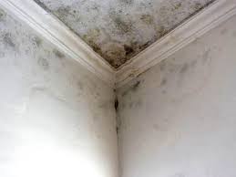 Why You Should Choose Our Mold Remediation Services in Uhland, TX