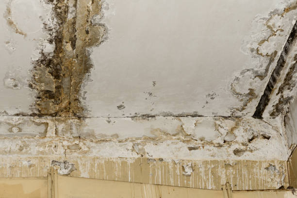 Professional Mold Prevention & Removal  in Uhland, TX